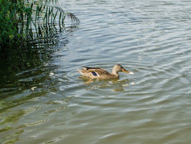 Havuzdaki vahşi ördek, ılık bir yaz gününde yüzen kuş.