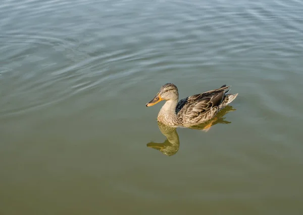 Canard Sauvage Dans Étang Oiseau Flottant Par Une Chaude Journée — Photo