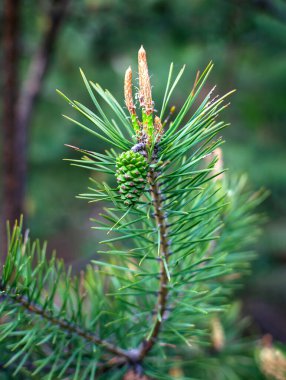 Çam çiçekli yeşil bir dal, yakın plan yeşil bir arka plan üzerinde