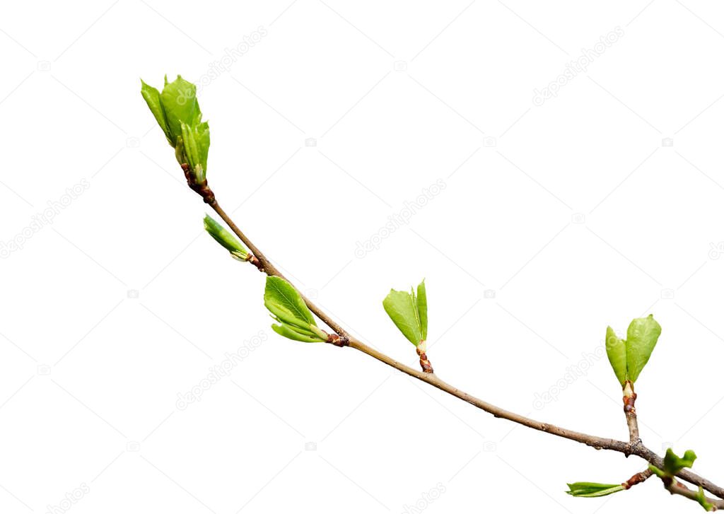 sprig with green leaves, sprout sprout isolated on white background, close up