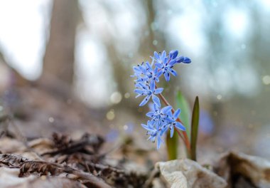 blue snowdrop, flowers in the forest on a background of dry leaves, close up