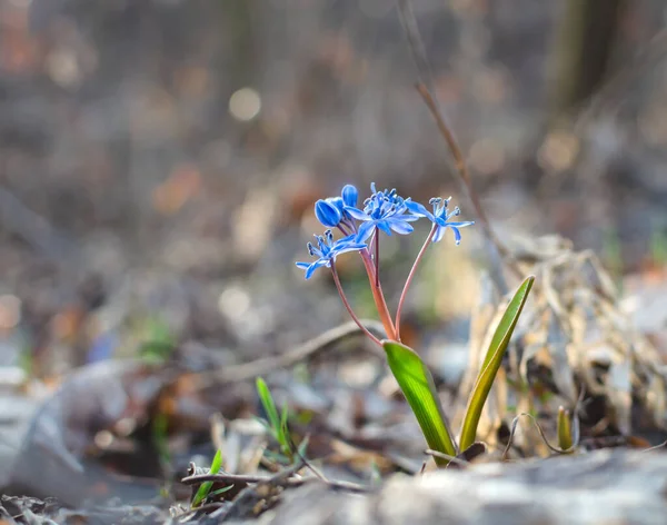 Snowdrop Blue Primroses Forest Background Dry Leaves Close — Foto de Stock