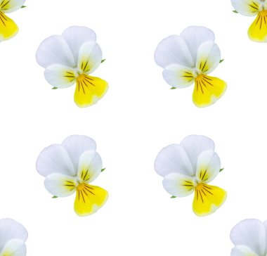 Beyaz arka planda izole edilmiş güzel yaban şakayıkları.