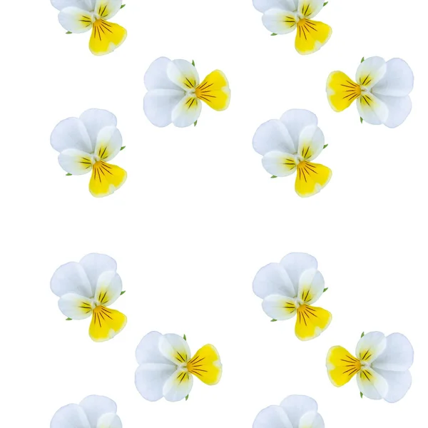 Weiß Schöne Wilde Frühlingsanemone Isoliert Auf Weißem Hintergrund — Stockfoto