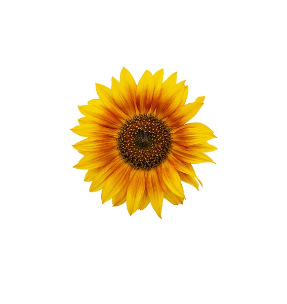 Słonecznik Kwiat Żółtymi Płatkami Izolowane Białym Kolorze Zbliżenie — Zdjęcie stockowe