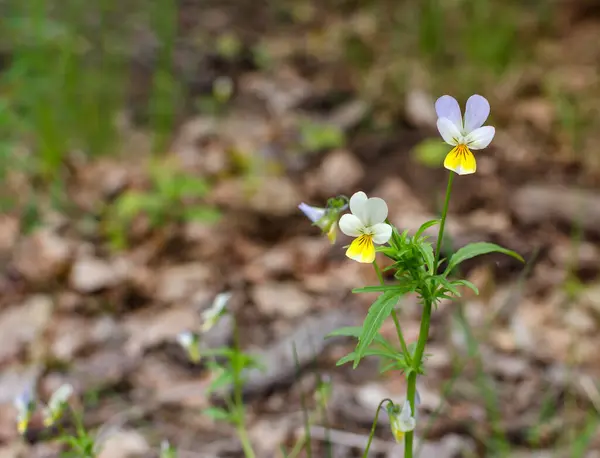 Flower Forest Violet White Color Forest Spring Warm Day Close — Stock Photo, Image