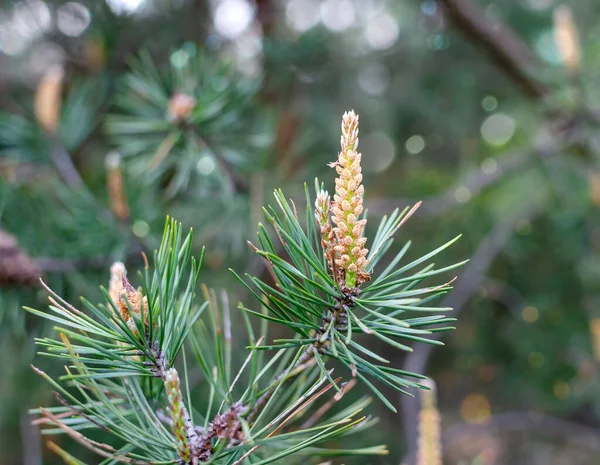 Boccioli Pino Fiore Sui Rami Albero Giorno Estate Vicino — Foto Stock