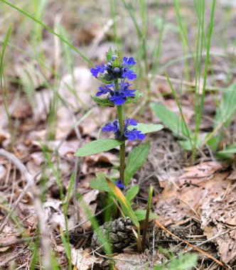 Baharda öğleden sonra mavi çayır çiçeği, yeşil yapraklardan oluşan bir arka planda, yakın plan