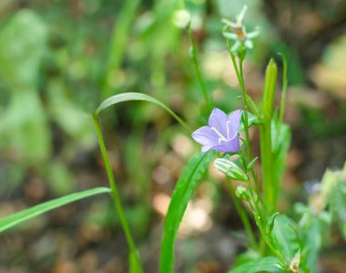 Beyaz arka planda izole edilmiş doğal kırmızı güller.