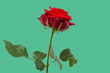 Yeşil arka planda yeşil yapraklı gül kırmızısı