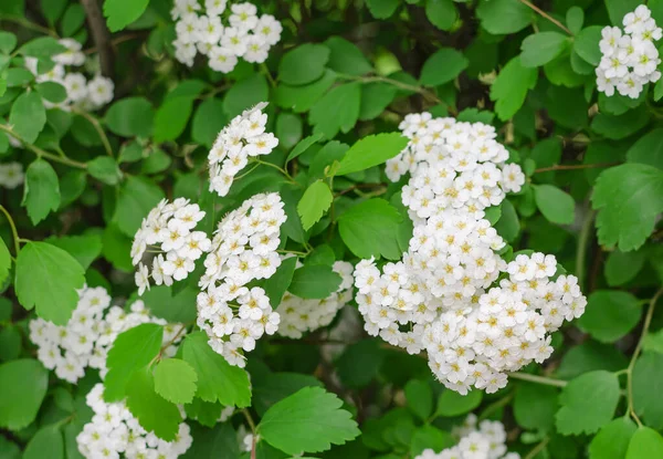 White Flower Shrub Growing Inflorescence Parks Hemisphere Small Flowers — Stock Photo, Image