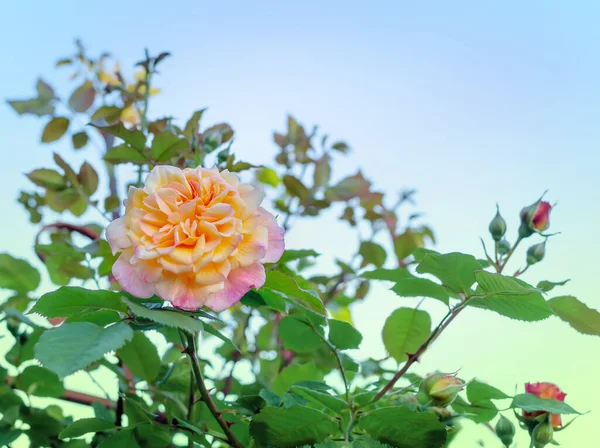 Rosa Rose Blume Garten Gegen Den Blauen Himmel — Stockfoto