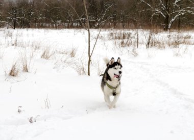 Karda koşan köpek, Husky soyu, bir kış günü