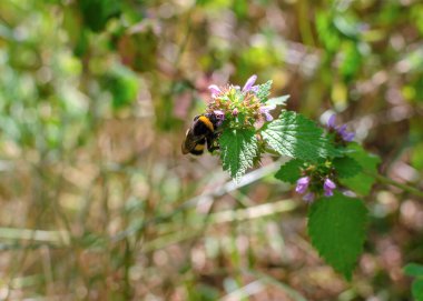 bumblebee collects pollen on a flower on a summer day, close up