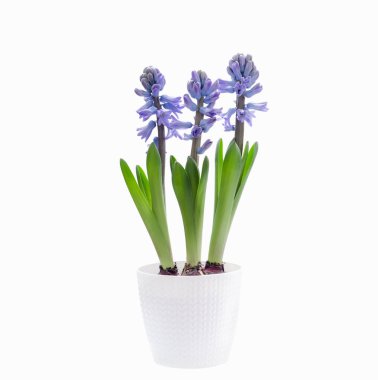 Beyaz arka planda tomurcukları olan beyaz bir tencerede üç sümbül bitkisi.