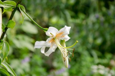 Beyaz bahçeli zambak çiçeği yeşil bokeh arka planda, kapat
