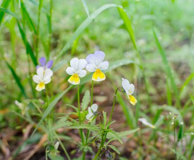Yabani çiçekler, üç renkli menekşe, bulanık arka planda yeşil çimenler, güzel yaz arkaplanı