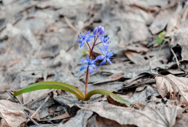 Mavi kardelen çiçekleri, kuru yaprakların arka planında güller, öğleden sonra ilkbahar.