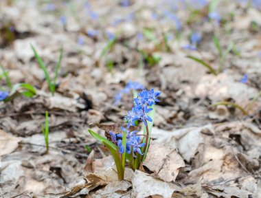 Ormandaki erken dönem kar damlaları, bahar ormanlarındaki doğal bahar çiçekleri.