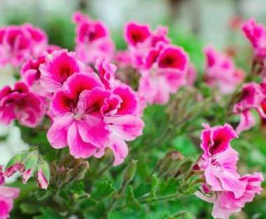 sardunya çiçekleri ve yakın plan, yeşil yapraklı güzel bir grup pembe çiçek.