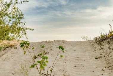 Zirveye çıkan kumlu yol, bir yaz gününde kumdaki traktör tırtılından bir çizgi.