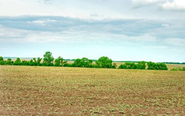 Ağaçlı tarımsal bir tarlada filizlenmiş yeşil sıralar.