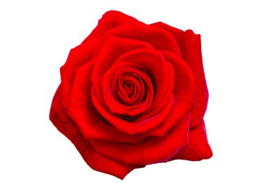 Beyaz arkaplanda izole kırmızı gül çiçeği