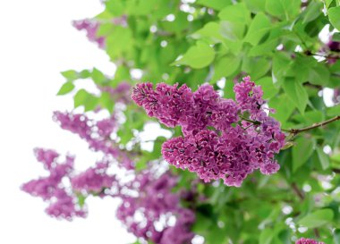 Yeşil yapraklı, leylak çiçekli çiçek dalları.