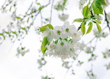 Bahar bahçesinde beyaz çiçekli kiraz ağaçları, yakın