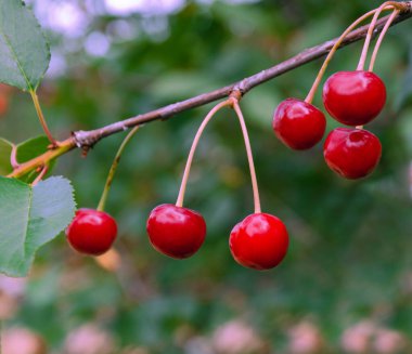 Bulanık arka planda yeşil yapraklı bir dalda kırmızı kiraz. Bir yaz günü bahçede.