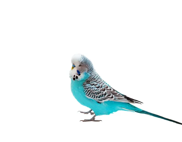Pássaro Papagaio Ondulado Cor Azul Isolado Fundo Branco — Fotografia de Stock