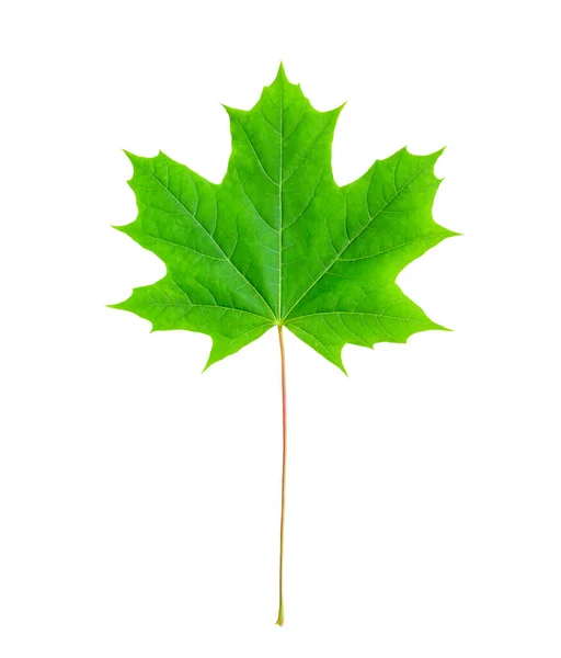 Green Maple Leaf Isolated White Background — Stock Photo, Image