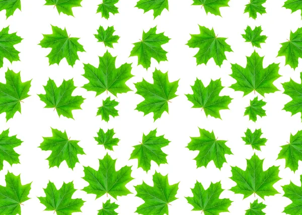 白地にカエデの緑の葉でシームレスなパターン — ストック写真