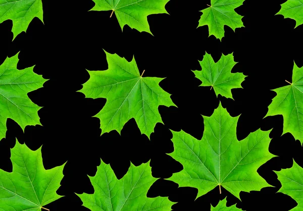 Padrão Sem Costura Com Bordo Folhas Verdes Fundo Preto — Fotografia de Stock