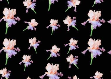 mor iris çiçekleri, parlak pürüzsüz siyah arkaplan deseni