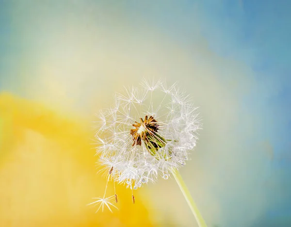 Frön Fluffy Maskros Blomma Ljus Abstrakt Bakgrund — Stockfoto