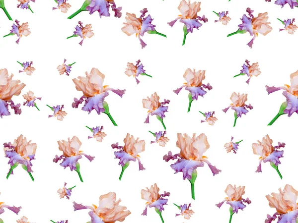 Pattern Purple Iris Flowers Bright Seamless Pattern White Background — 스톡 사진
