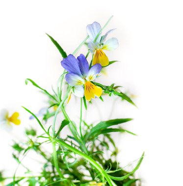 Beyaz arkaplanda üç renkli yabani menekşe çiçeği ve metin için boş alan