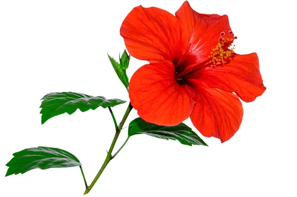 Blooming Hibiscus Red Color Isolated White Background — Stock Photo, Image