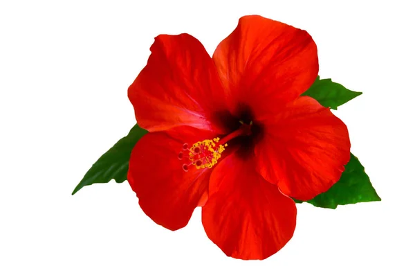 Red Hibiscus Flower Isolated White Background — Stock Photo, Image
