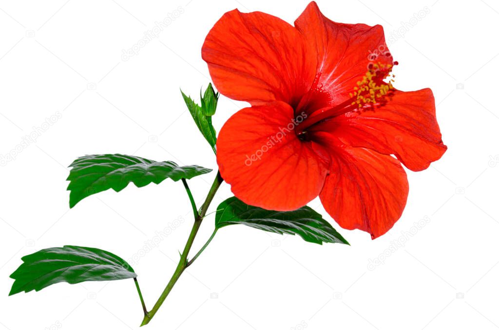 blooming hibiscus red color isolated on white background