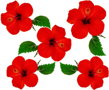 Beyaz arkaplanda kırmızı amber çiçeklerinin doğal kusursuz deseni