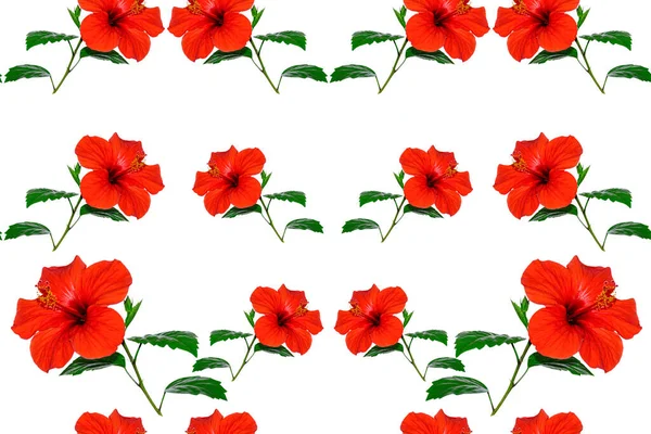 Natural Seamless Pattern Hibiscus Flowers White Background — Stock Photo, Image