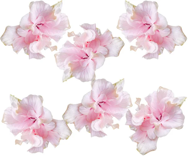 Pink Hibiscus Flowers Seamless Pattern White Background — Stock Photo, Image