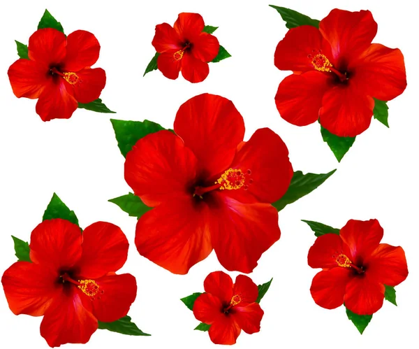Natural Seamless Pattern Red Hibiscus Flowers White Background — Stock Photo, Image