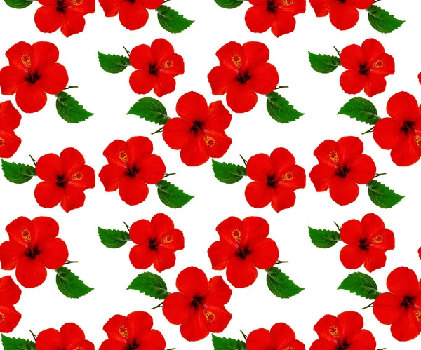 Floral Natural Seamless Pattern Red Hibiscus Flowers White Background — Stok Foto