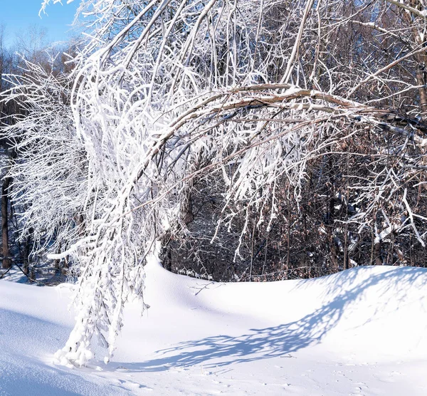 冬日的森林景观在寒冷的冬日里 树枝上被白雪覆盖着白霜 — 图库照片