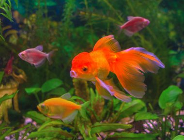 Akvaryumdaki yeşil bitkilerin arka planında güzel yüzgeçleri olan süs balıkları.