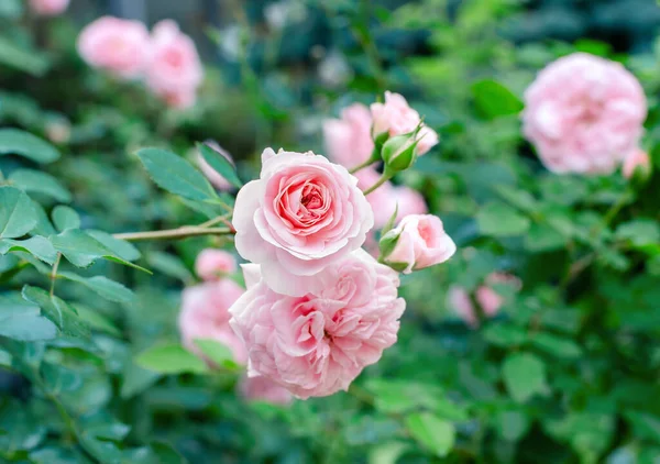 Blumenhintergrund Rosa Rosen Auf Grünem Laub Einem Sommertag Garten — Stockfoto