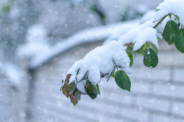 Bílý Sníh Větvi Listy Zelené Růže Krásné Vánoční Pozadí — Stock fotografie